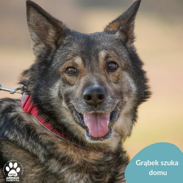 Pies do adopcji, Dąbrówka, 12 marca 2024