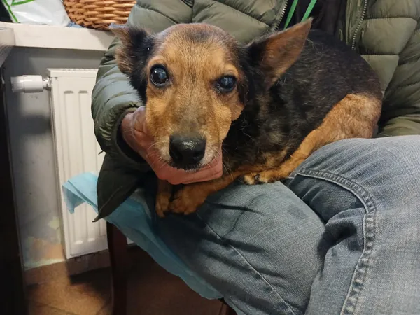 Pies do adopcji, Włocławek, 23 października 2025 (1/2)