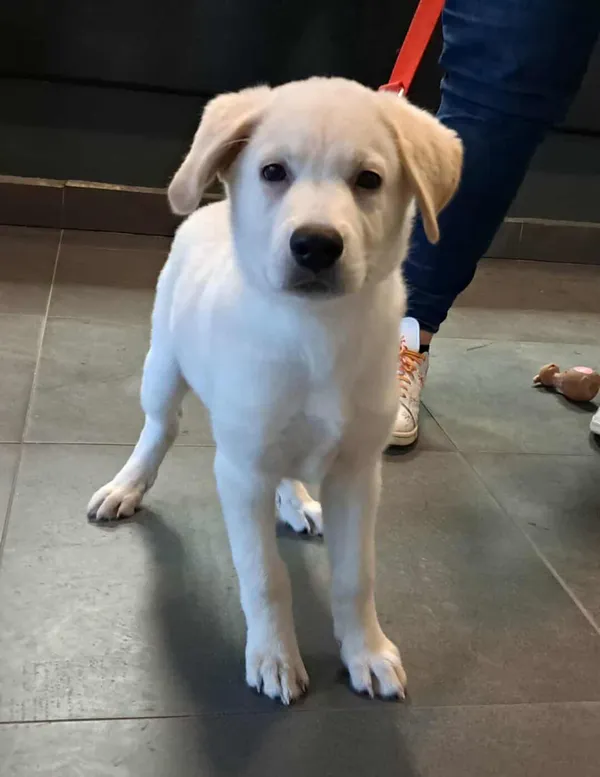 Znaleziono psa, Olsztyn, 24 października 2025 (1/2)