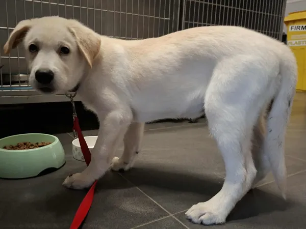 Znaleziono psa, Olsztyn, 24 października 2025 (2/2)