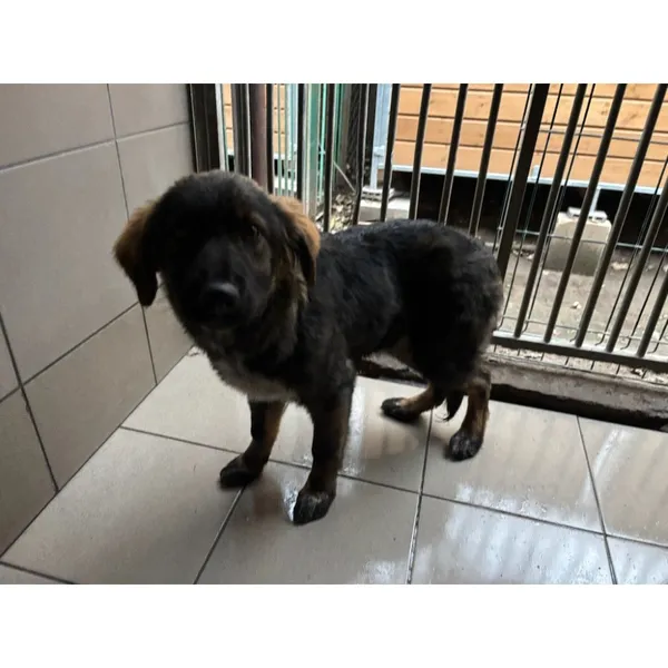 Znaleziono psa, Białystok, 23 października 2025