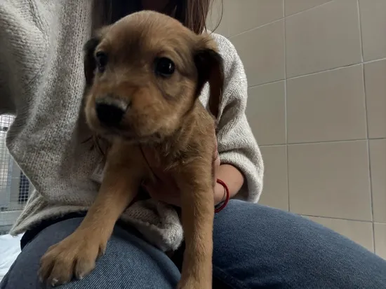 Pies do adopcji, Kraków, 23 października 2025