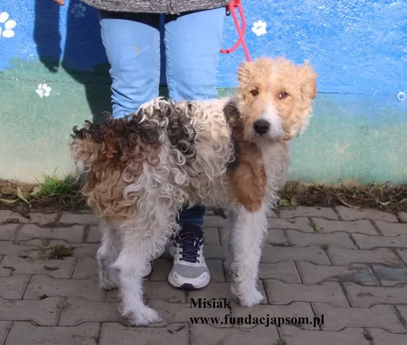 Pies do adopcji, Nowy Dwór Mazowiecki, 24 października 2025 (4/5)