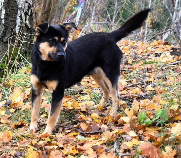 Znaleziono psa, Pieckowo, 23 października 2025 (2/5)