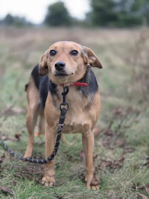Zaginął pies, Warszawa, Zacisze, 25 października 2025 (1/3)