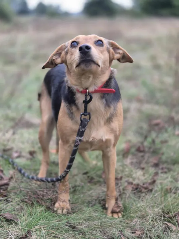 Zaginął pies, Warszawa, Zacisze, 25 października 2025 (3/3)