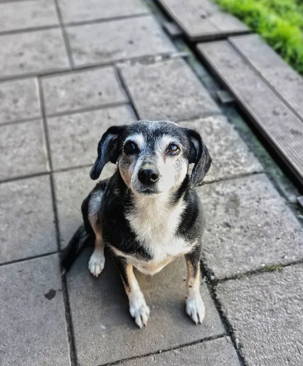 Oddam psa, Warszawa, Wawrzyszew, 25 października 2025 (1/4)