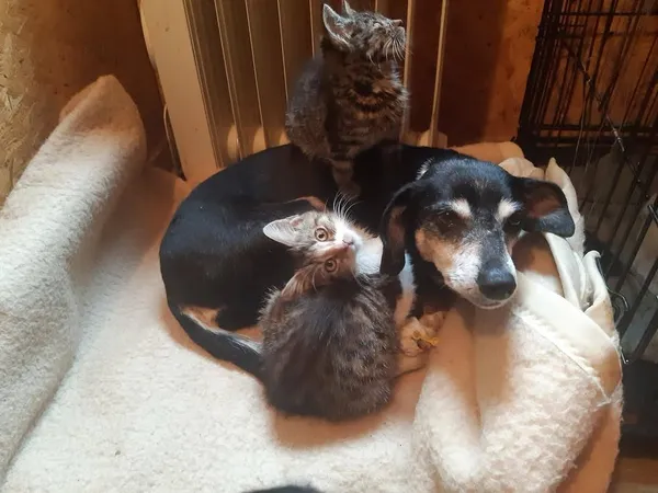 Oddam psa, Warszawa, Wawrzyszew, 25 października 2025 (2/4)