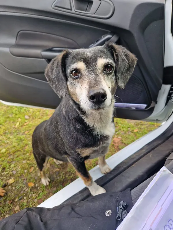 Oddam psa, Warszawa, Wawrzyszew, 25 października 2025 (3/4)