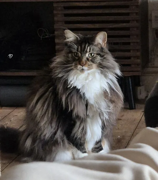 Zaginął kot, Gdańsk, Biskupia Górka, 25 października 2025 (1/3)