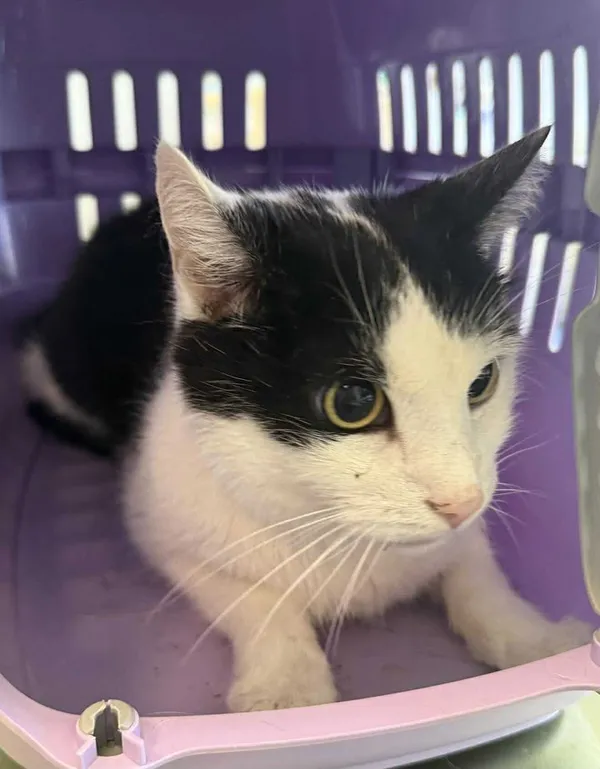 Znaleziono kota, Lublin, 12 października 2025