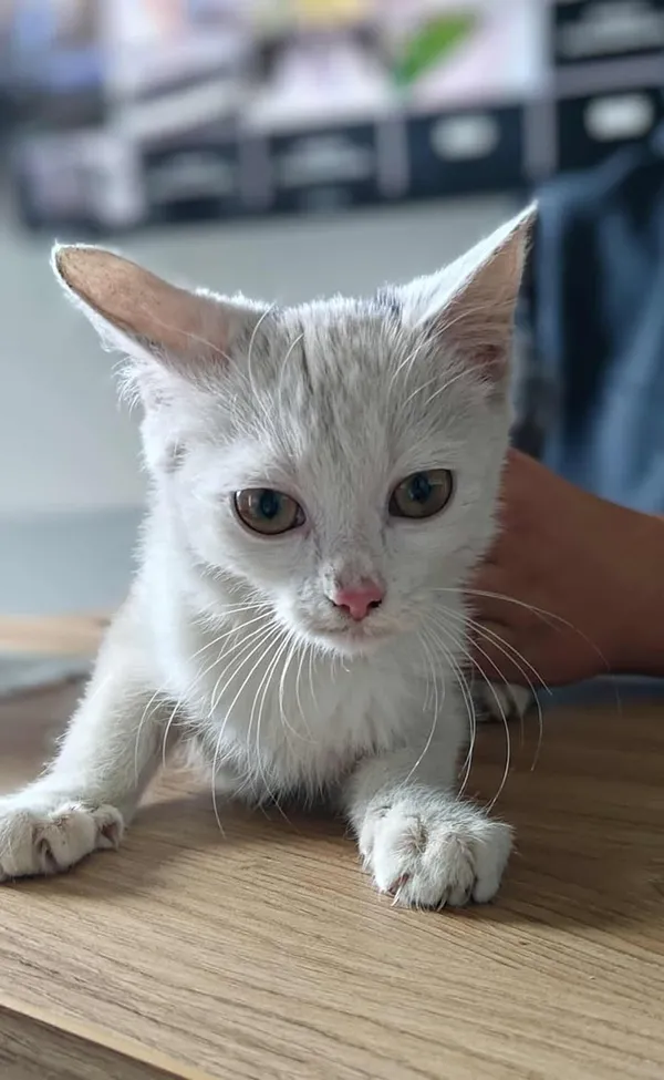 Znaleziono kota, Lublin, 14 października 2025