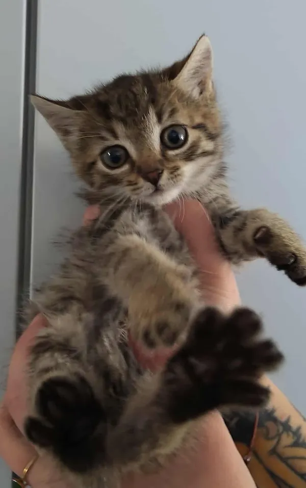 Znaleziono kota, Lublin, 20 października 2025