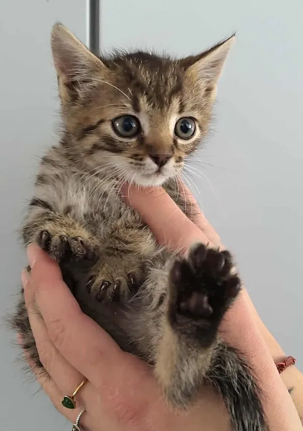 Znaleziono kota, Lublin, 20 października 2025