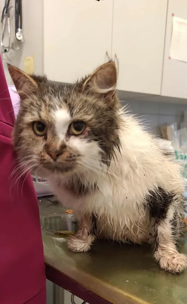 Znaleziono kota, Lublin, 24 października 2025