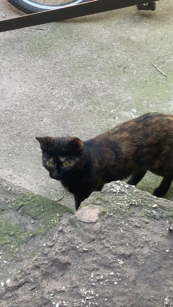 Zaginął kot, Łódź, 25 października 2025