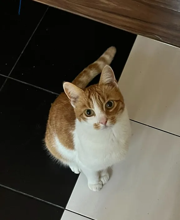 Zaginął kot, Łódź, 24 października 2025