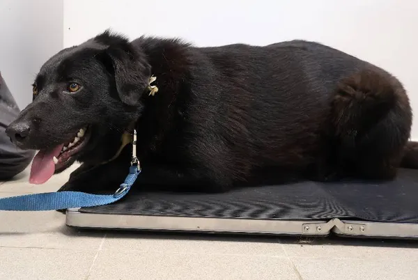 Znaleziono psa, Łódź, 25 października 2025 (1/3)