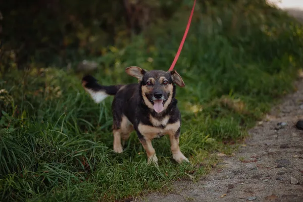Oddam psa, Warszawa, Bródno, 25 października 2025 (2/4)