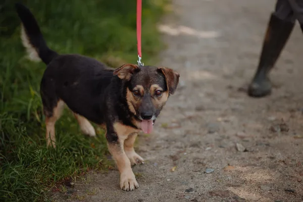Oddam psa, Warszawa, Bródno, 25 października 2025 (3/4)