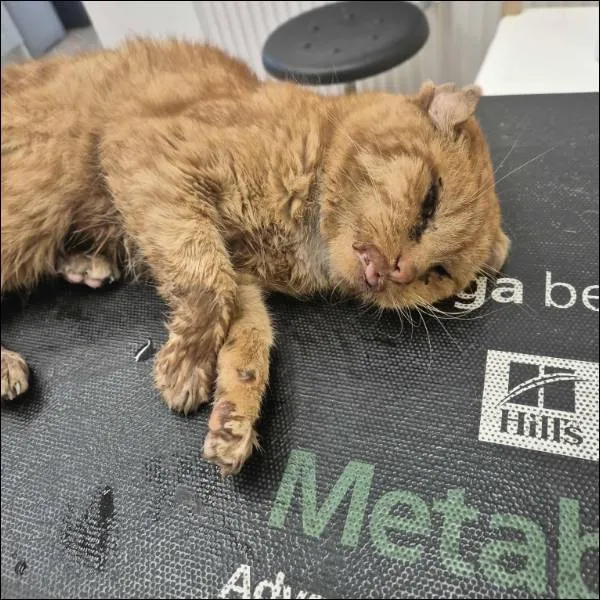 Znaleziono kota, Grudziądz, 25 października 2025