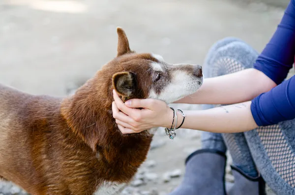 Oddam psa, Olsztyn, Dajtki, 25 października 2025 (3/4)