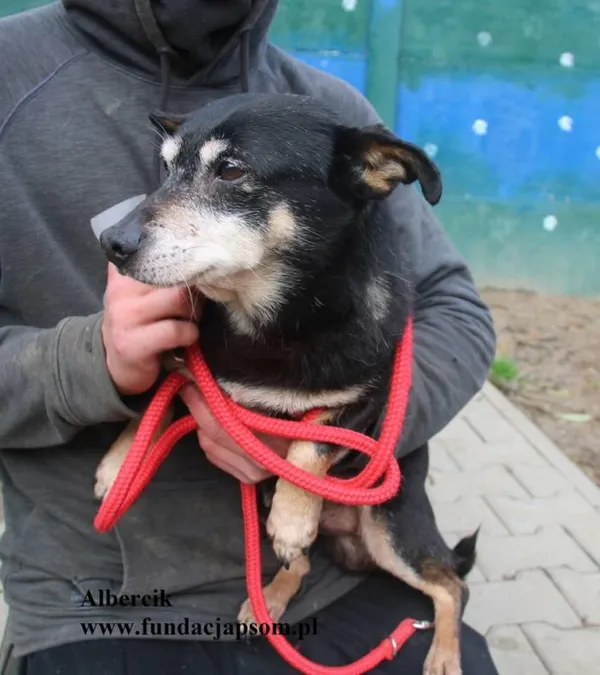 Pies do adopcji, Nowy Dwór Mazowiecki, 25 października 2025 (2/4)