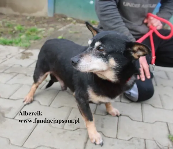 Pies do adopcji, Nowy Dwór Mazowiecki, 25 października 2025 (3/4)