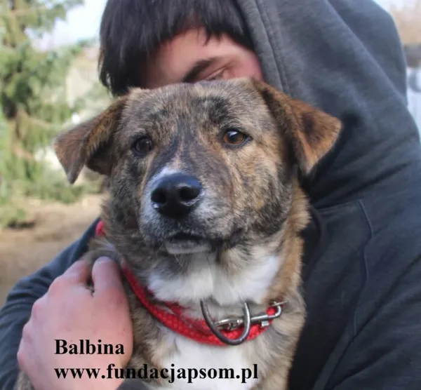 Pies do adopcji, Nowy Dwór Mazowiecki, 25 października 2025 (2/5)