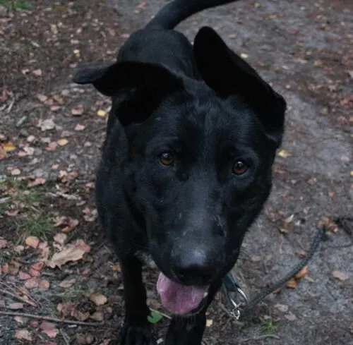 Pies do adopcji, Głowno, 26 października 2025 (4/4)