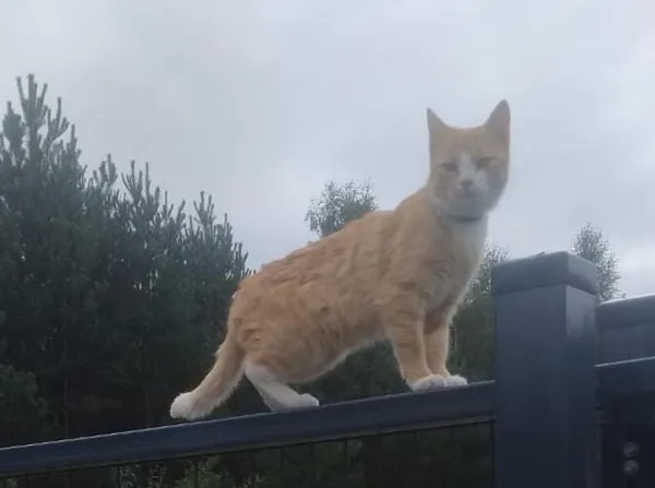 Zaginął kot, Gutowo, 27 października 2025 (2/2)