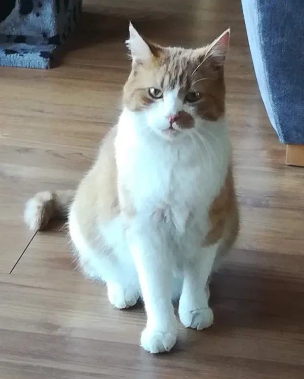 Zaginął kot, Kraków, Bodzów, 27 października 2025 (1/5)