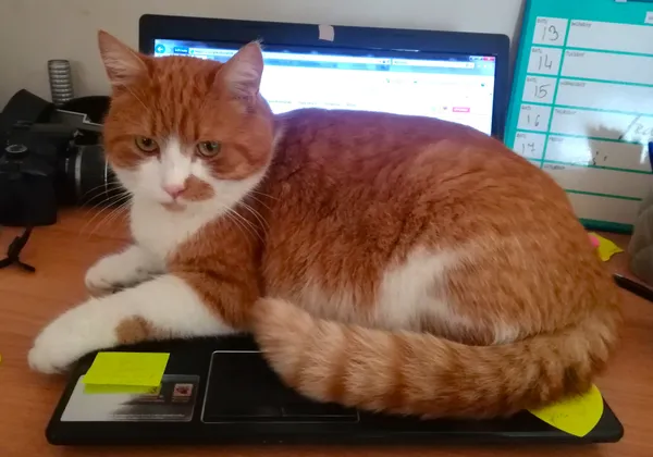 Zaginął kot, Kraków, Bodzów, 27 października 2025 (2/5)