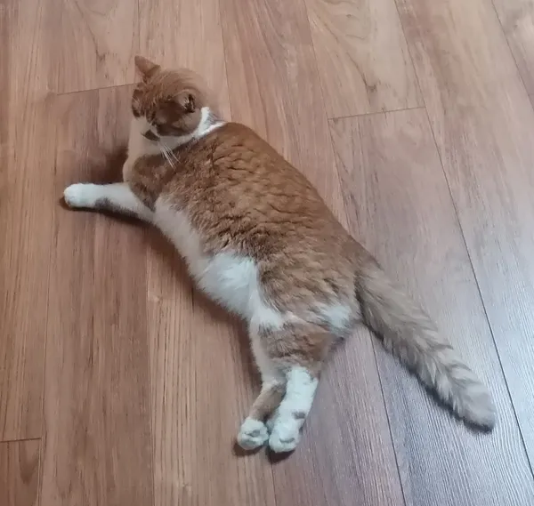 Zaginął kot, Kraków, Bodzów, 27 października 2025 (3/5)