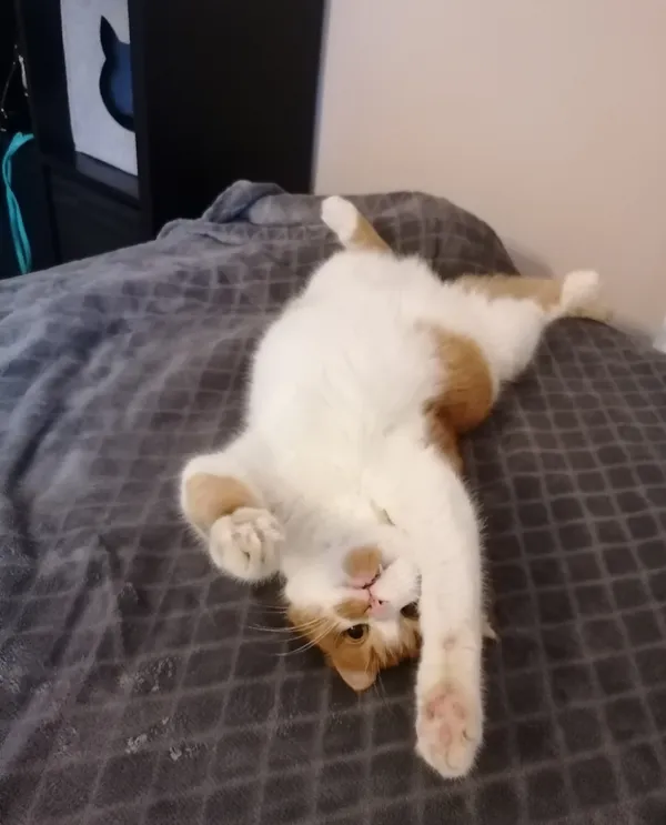 Zaginął kot, Kraków, Bodzów, 27 października 2025 (4/5)