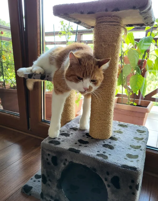 Zaginął kot, Kraków, Bodzów, 27 października 2025 (5/5)