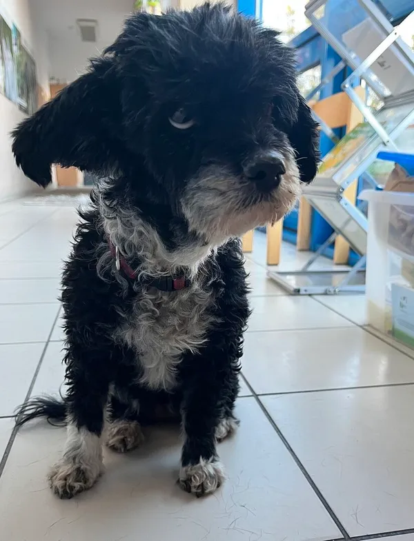 Znaleziono psa, Gdańsk, 26 października 2025