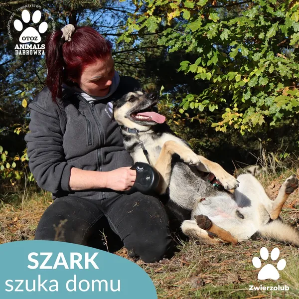 Pies do adopcji, Dąbrówka, 25 października 2025 (4/4)