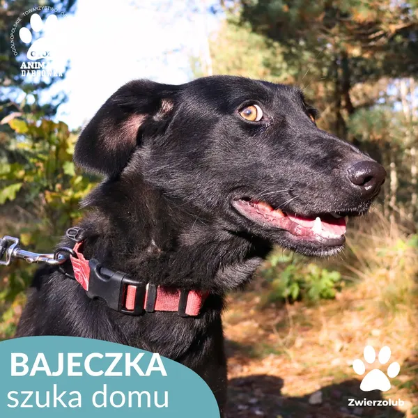 Pies do adopcji, Dąbrówka, 25 października 2025 (1/4)