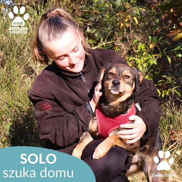 Pies do adopcji, Dąbrówka, 25 października 2025 (2/4)