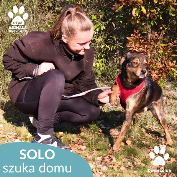Pies do adopcji, Dąbrówka, 25 października 2025 (4/4)