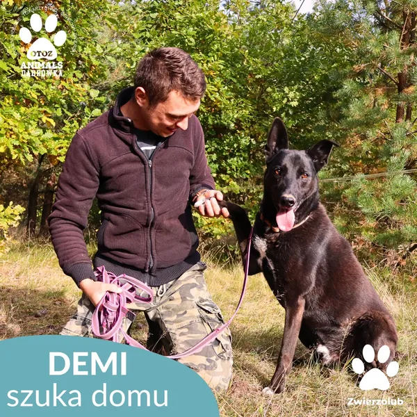 Pies do adopcji, Dąbrówka, 25 października 2025 (2/4)