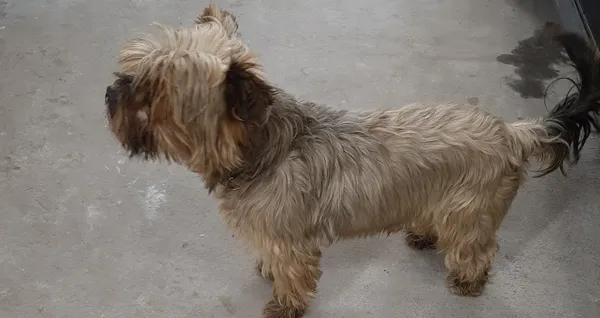 Znaleziono psa, Wolsztyn, 27 października 2025