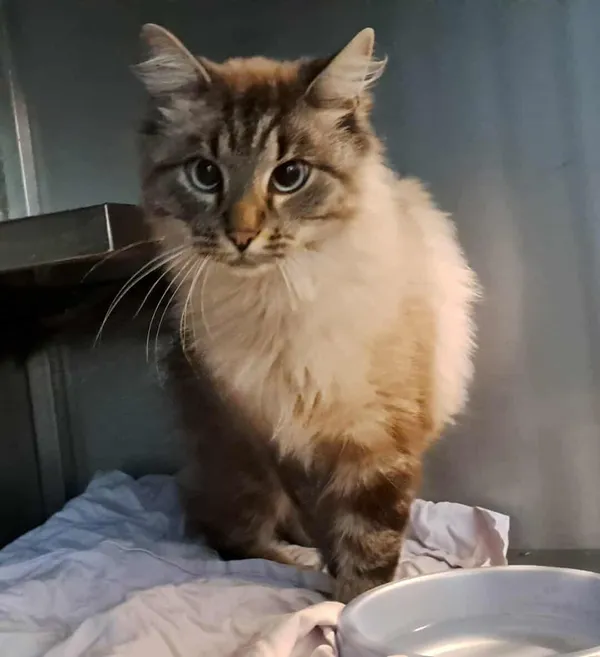 Znaleziono kota, Olsztyn, 25 października 2025