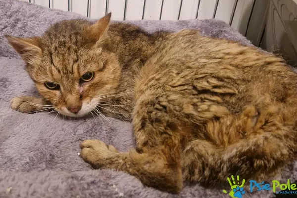 Znaleziono kota, Racławice, 21 października 2025