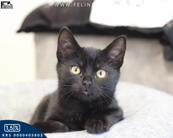 Kot do adopcji, Rzeszów, 27 października 2025 (1/6)