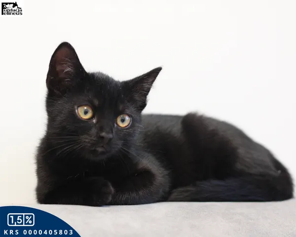 Kot do adopcji, Rzeszów, 27 października 2025 (2/6)