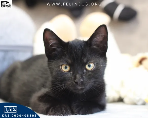 Kot do adopcji, Rzeszów, 27 października 2025 (3/6)