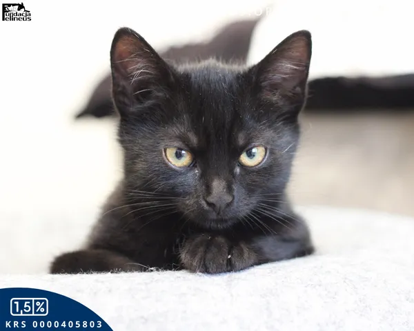 Kot do adopcji, Rzeszów, 27 października 2025 (4/6)