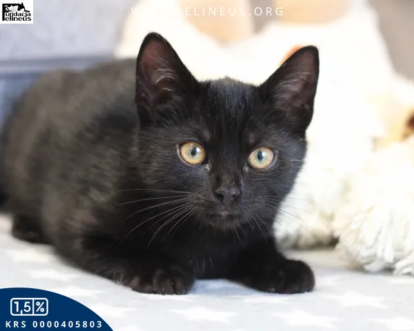 Kot do adopcji, Rzeszów, 27 października 2025 (5/6)